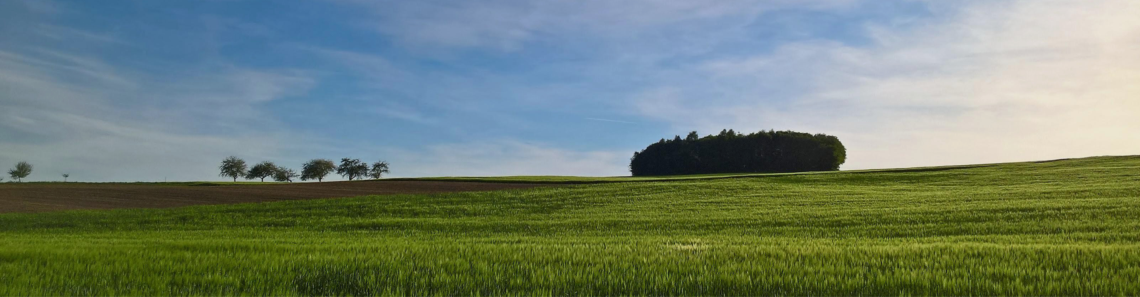 Weite Landschaft mit grünen Feldern und klarem Himmel Panoramaaufnahme einer offenen Landschaft mit leuchtend grünen Feldern, vereinzelten Bäumen am Horizont und einer dichten Baumgruppe, darüber ein klarer Himmel mit leichten Wolken