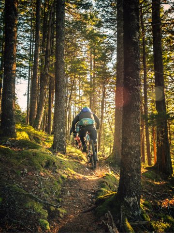 Person auf einem Mountainbike fährt auf einem schmalen Waldpfad zwischen hohen Bäumen, umgeben von Moos und Sonnenlicht, das durch die Äste fällt